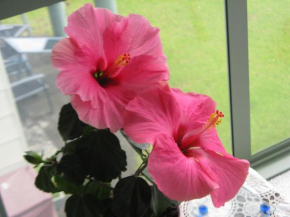 Гостиница Hibiscus Bed & Breakfast  Уэйай Бич
